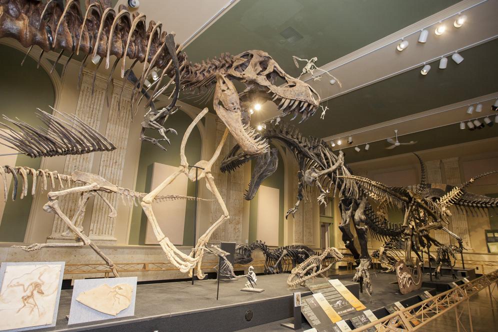 在恐龙发现博物馆，学生们可以参观互动展览、化石和生命...