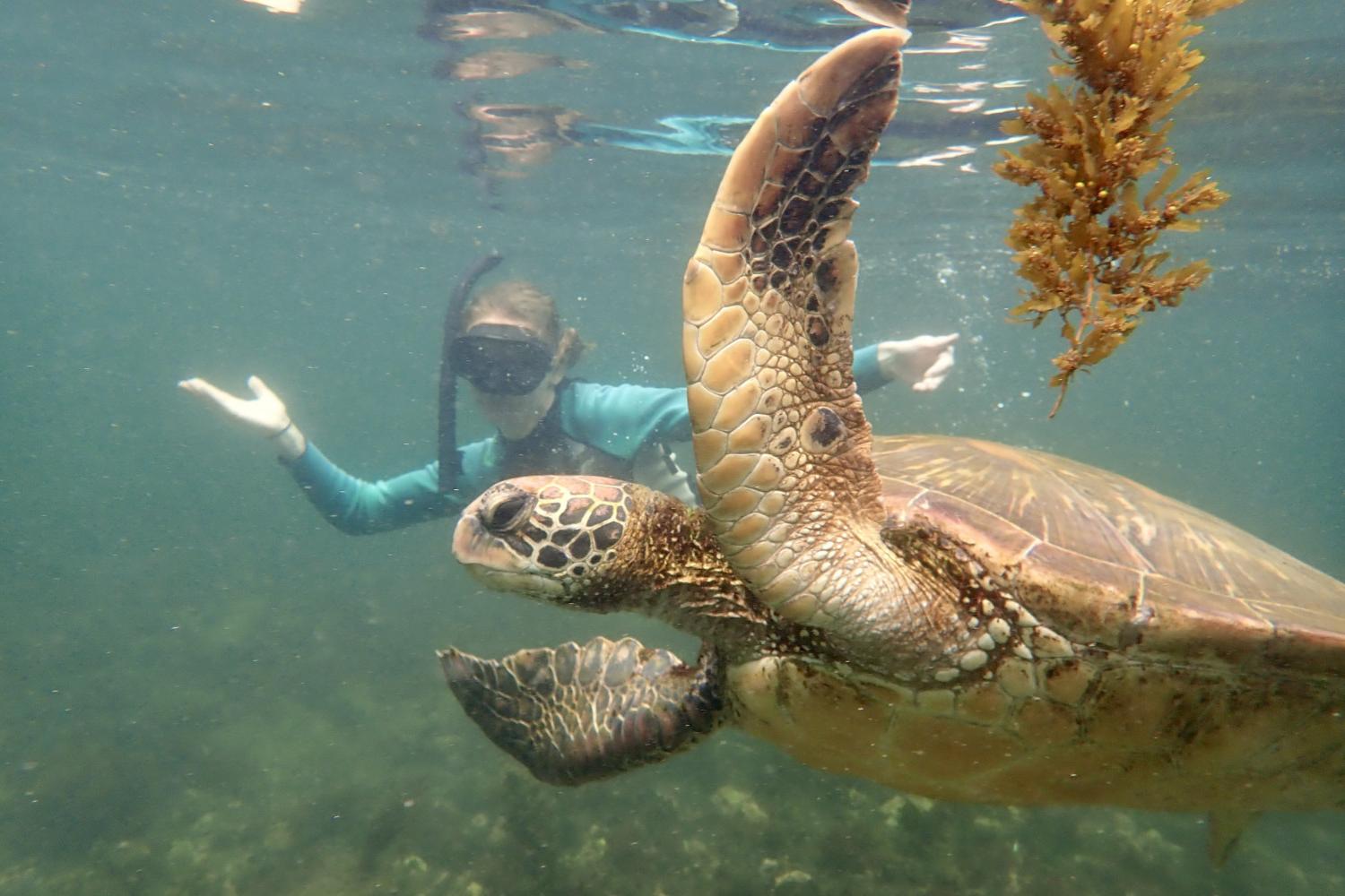一名<a href='http://adtk.ngskmc-eis.net'>博彩网址大全</a>学生在Galápagos群岛游学途中与一只巨龟游泳.